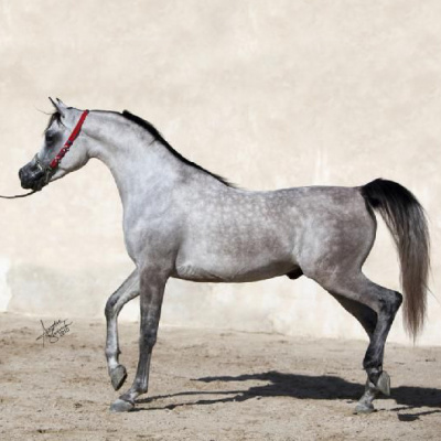 Straight Egyptian stallionFarhous al Shaqab 